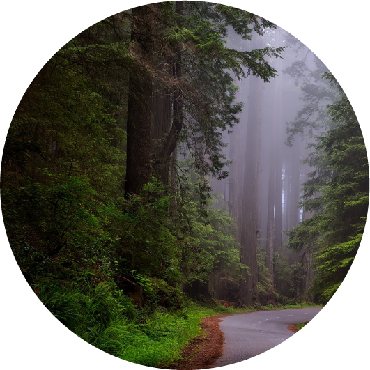 image of a road heading through a forest